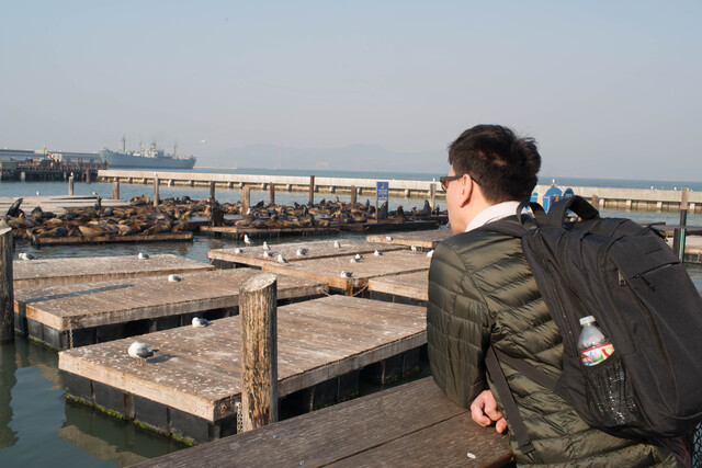 2018-11-09-seaside-lions-sideview.jpg