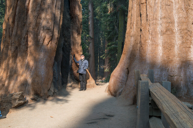 2018-11-12-sequoia-between-twotrees.jpg